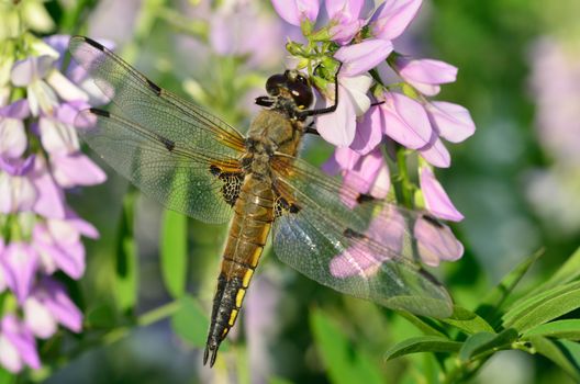 Dragonfly in close-up