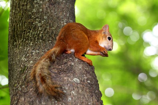 Squirrel sitting in a tree eating a nut