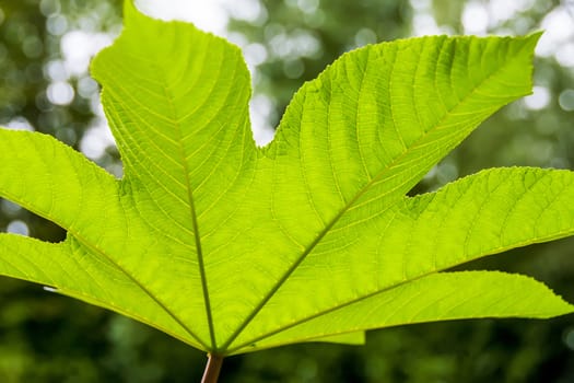 Image the underside of a green, glowing leaf