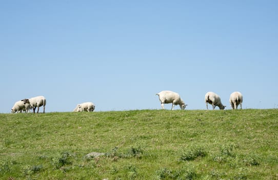 sheep on green grass with blue summer sky