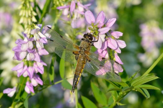 Dragonfly on pink flower