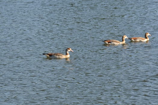 Three egyptian geese