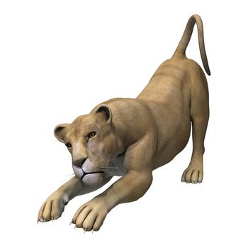 3D digital render of a stretching lioness isolated on white background