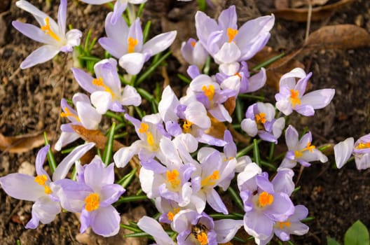 many blue saffron crocus flower blooms and insects bees collect pollen nectar in spring.