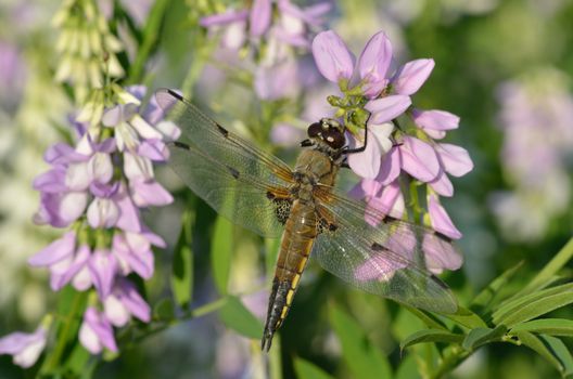 Dragonfly feeding on flower