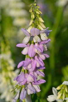 Purple tufted vetch wild flower