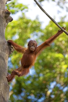 Orangutan in the jungle of Borneo, Malaysia