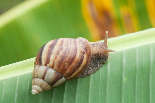 Snail on banana palm green leaf
