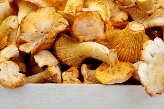 Heap of Raw Golden Chanterelles Straight from Forest on Edge of Wood Case closeup