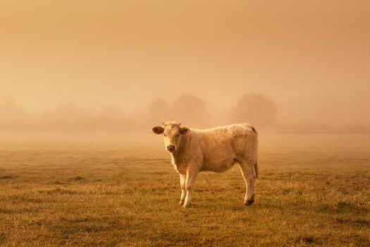 Backlit cattle grazing in a field at sunset. 