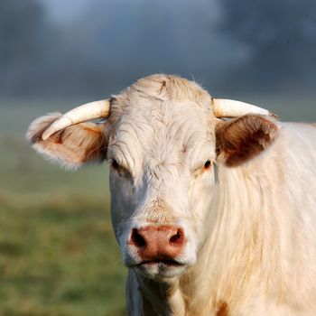 Portrait of young white cow on green meadow 