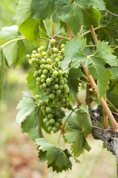 tuscan grapes