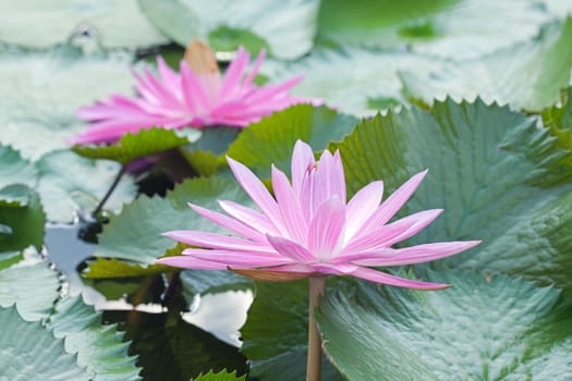 Blossom Pink Lotus Flower