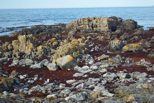 Rocks on a sea shore covered with sea weed