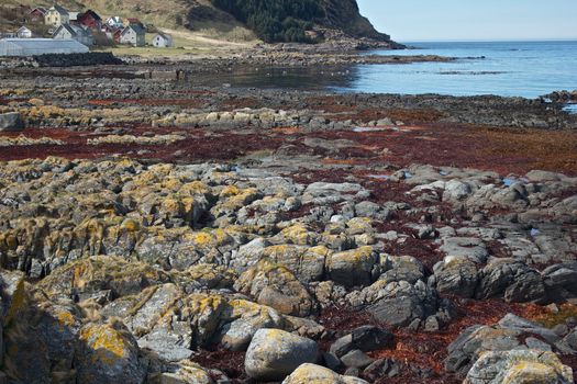 Rocks on a sea shore covered with sea weed