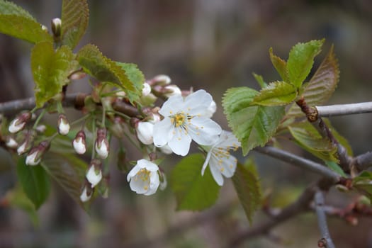 white flower is blooming on a tree in Spring