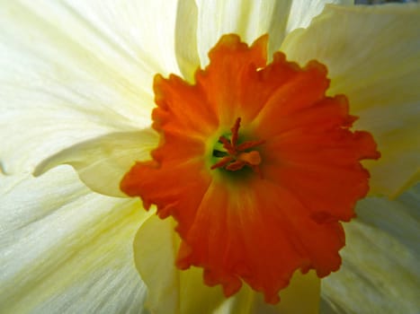 orange centre of a beautiful flower