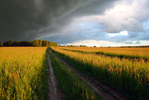 evening summer landscape with field and dramatic sky