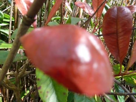 unusual red leaves as a background