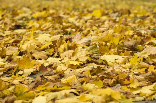 Background group autumn orange leaves.