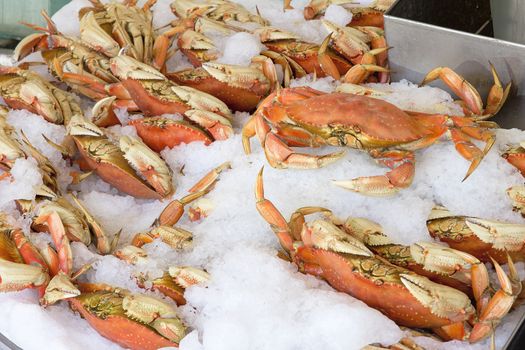 Cooked Dungeness Crabs Display on Crushed Ice at Seafood Vendor Stall