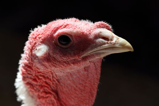 detailed backlit portrait of a turkey hen with dark background