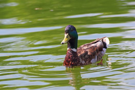 beautiful mallard duck swimming on the lake surface