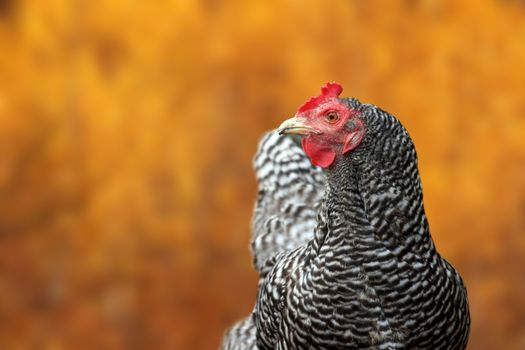 big striped hen portrait standing over defocused colorful autumn background