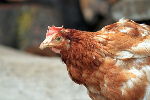 close-up of a brown hen standing in the farm yard