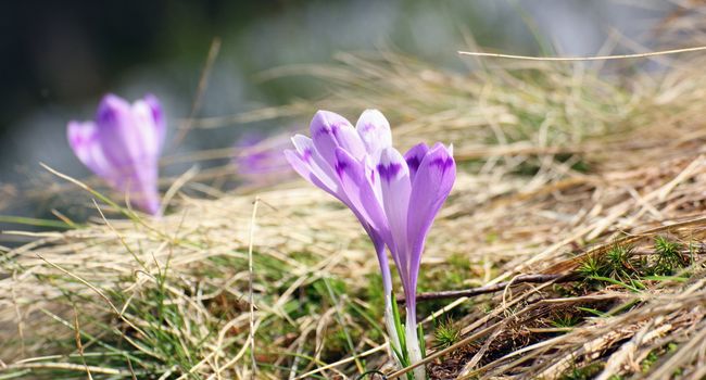 detail of some early spring wild flowers ( crocus sativus )