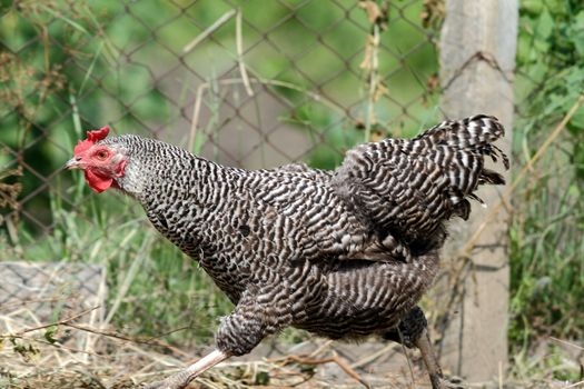 striped hen running in the farm yard