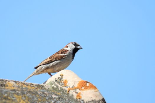 house sparrow standing on top of an old house roof
