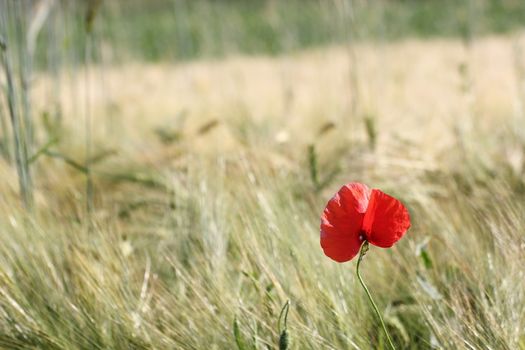 minimalist view of a beautiful red poppy growing in a corn cultivated filed