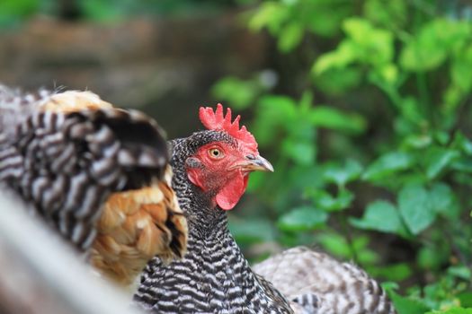 portrait of striped grey hen standing with its flock