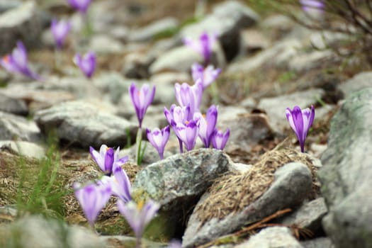 wild flowers of early spring ( crocus sativus ) growing on rocky terrain in the mountains