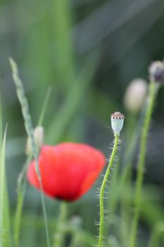 close up of wild  poppy green capsule with flower in the background