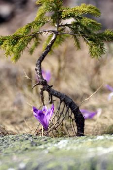 young spruce and crocus sativus growing in the top of the mountain