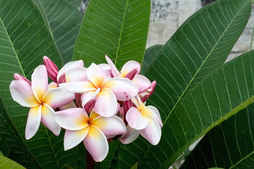 colorful of Plumeria on garden