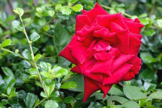 red rose on the garden