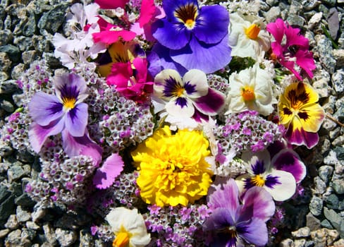 Much flowers amongst stone.Beautiful flower