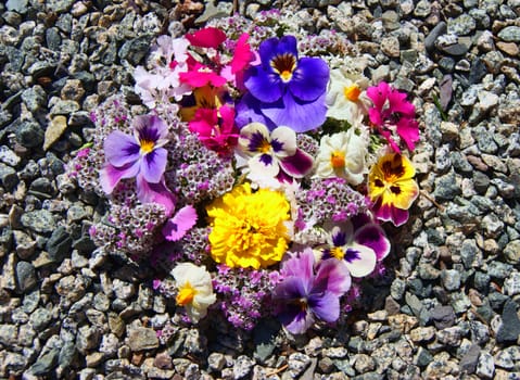 Much beautiful flowers rising on stone