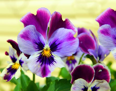 Flower pansy in garden