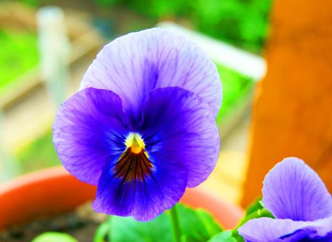 Very beautiful flower pansy