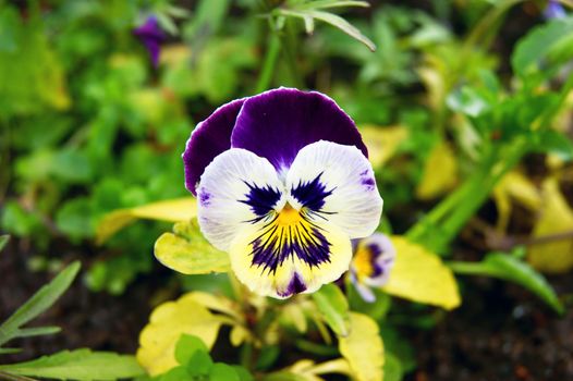 Pansy in herb