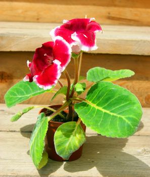 Beautiful flower gloxinia in pot