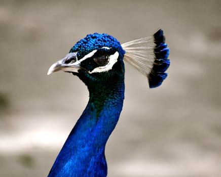 Waccatee Zoo - Peacock Blue
