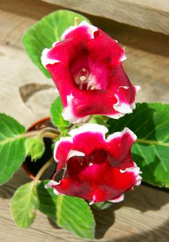 Beautiful red flower gloxinia in pot