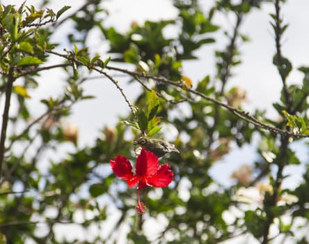 Japanese White-eye on top of a hibiscus