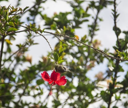Japanese White-eye feeding on a hibiscus