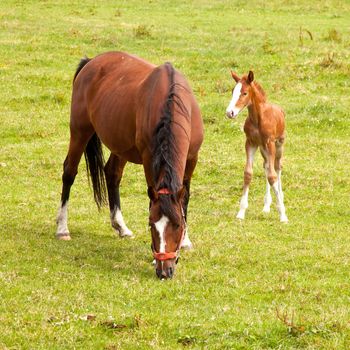 young foal and grazing brown mare  in meadow